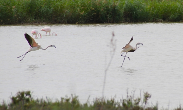 Flamingos at Parque Natural el Fondo